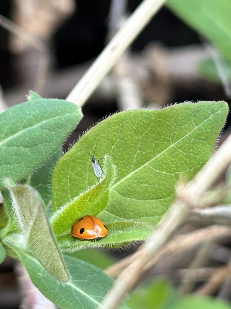 Insekter elsker kvashegn