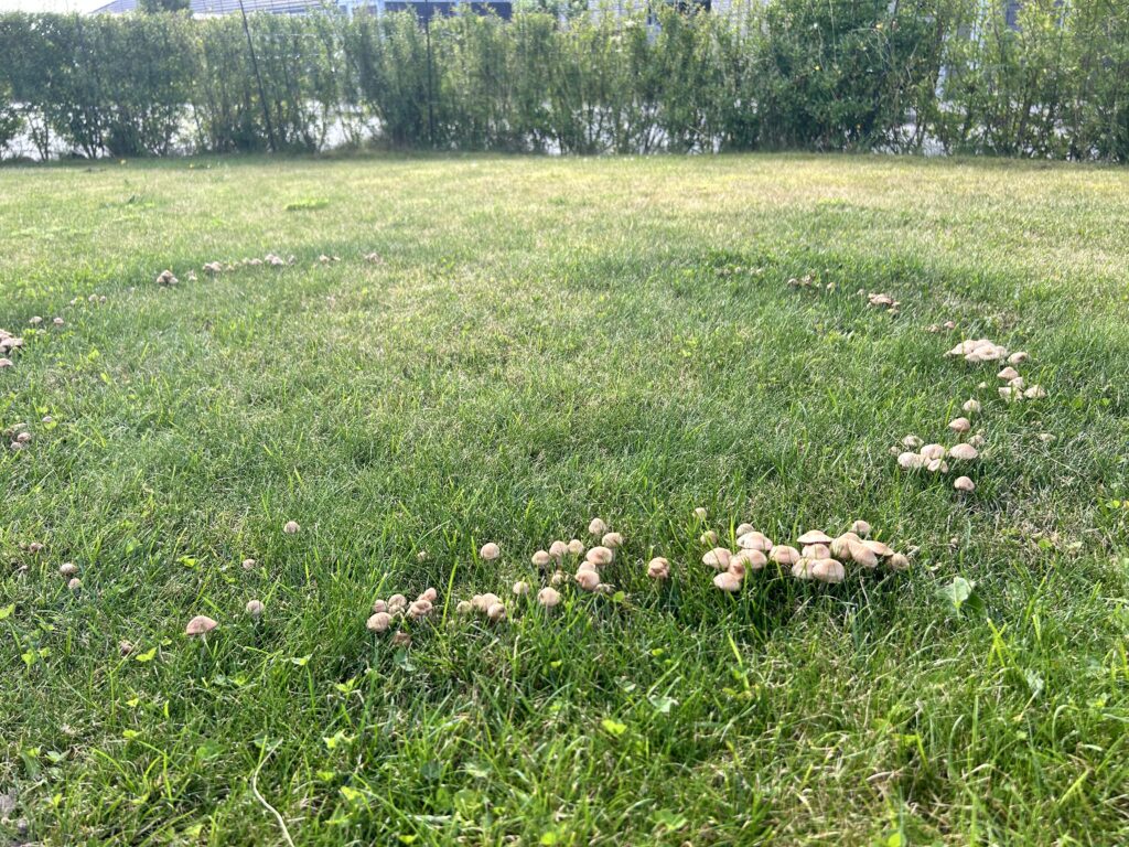 Heksering